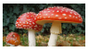 three toadstools