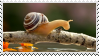 a snail on a twig