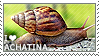 i heart achatina